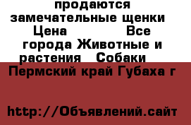 продаются замечательные щенки › Цена ­ 10 000 - Все города Животные и растения » Собаки   . Пермский край,Губаха г.